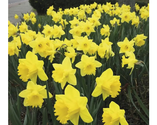 Feld mit gelben Narzissen