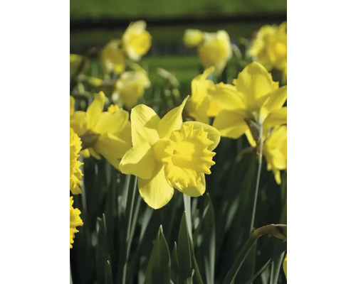 Gelbe Narzissen im Gartenbeet