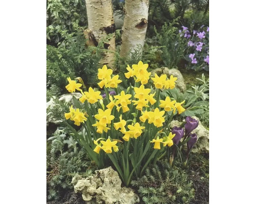 Gelbe Narzissen in einem Gartenbeet mit Birkenstämmen im Hintergrund