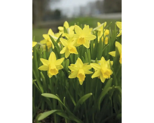 Gelbe Narzissen im Gartenbeet