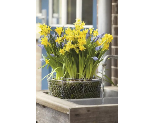 Gelbe Narzissen und blaue Hyazinthen in einem Drahtkorb auf einem Waschbecken