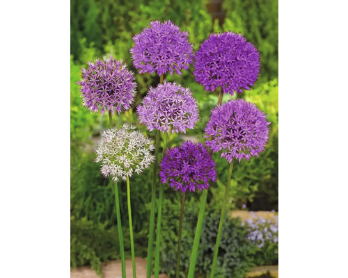 Blühende Zierlauchpflanzen im Garten