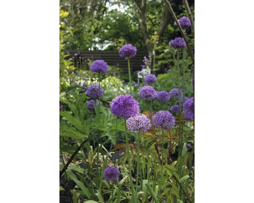 Blühender Zierlauch im Garten.