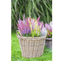 Verschiedenfarbige Heidepflanzen in einem geflochtenen Korb