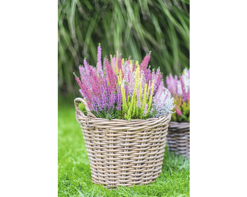 Verschiedenfarbige Heidepflanzen in einem geflochtenen Korb