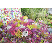 Buntes Heidekraut-Arrangement im Topf für den Garten