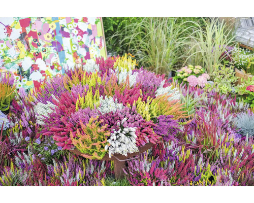 Buntes Heidekraut-Arrangement im Topf für den Garten
