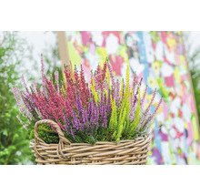 Bündel Heidekraut in einem Weidenkorb