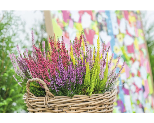 Bündel Heidekraut in einem Weidenkorb