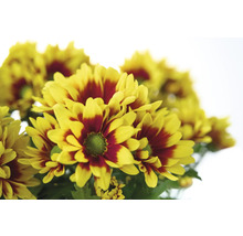 Nahaufnahme eines Bunds gelb-roter Chrysanthemen