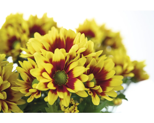 Nahaufnahme eines Bunds gelb-roter Chrysanthemen