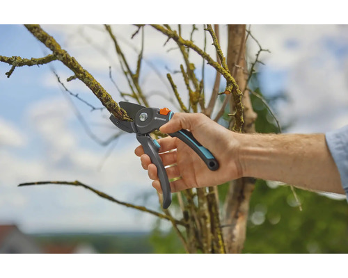 Eine Person schneidet mit einer Gartenschere einen Ast ab.
