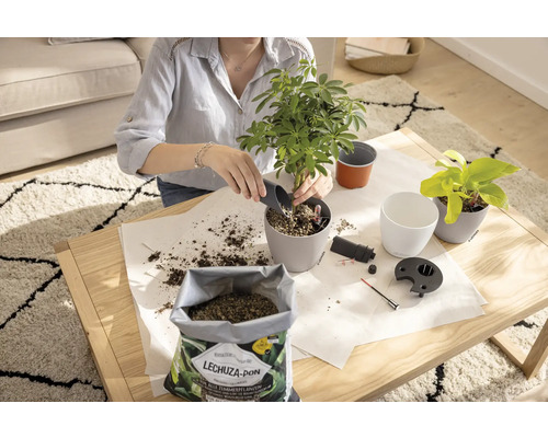 Frau topft Zimmerpflanze mit Pflanzerde und Pflanzgefäß auf einem Tisch um