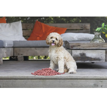 Lockiger Hund mit Futter im Freien auf einer Holzterrasse