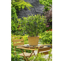 Blaubeerstrauch im Topf auf einem Gartentisch in einer Gartenumgebung.
