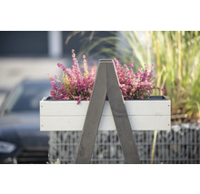 Dekorative Heidepflanze in einem weißen Pflanzkasten auf einem Holzgestell für den Außenbereich.