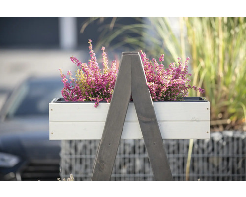 Dekorative Heidepflanze in einem weißen Pflanzkasten auf einem Holzgestell für den Außenbereich.