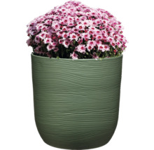 Rosa Chrysanthemen in einem Pflanzgefäß