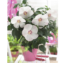 Hibiskus im Topf mit weißen Blüten und grünen Blättern