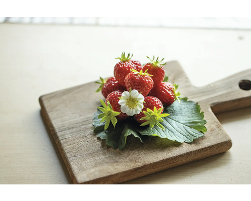 Erdbeeren mit Blüte auf Holzbrett
