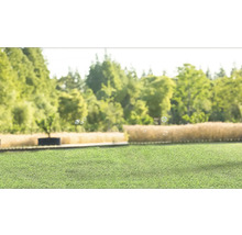 Grüner Rasen im Garten mit Bäumen und Seifenblasen