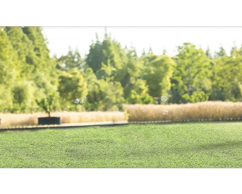 Grüner Rasen im Garten mit Bäumen und Seifenblasen
