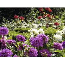 Nahaufnahme von lila, roten und weißen Dahlien in einem Garten.