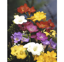 Strauß aus Freesien mit Blüten in verschiedenen Farben