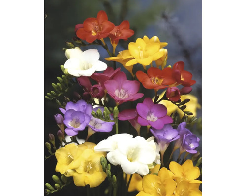 Strauß aus Freesien mit Blüten in verschiedenen Farben