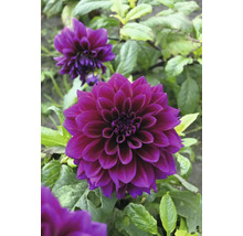 Nahaufnahme einer dunkelvioletten Dahlie im Garten.