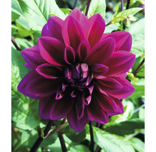 Nahaufnahme einer einzelnen dunkelroten Dahlienblüte