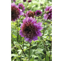 Nahaufnahme einer lila Dahlie im Garten.