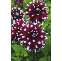 Nahaufnahme von Dahlienblüten im Garten