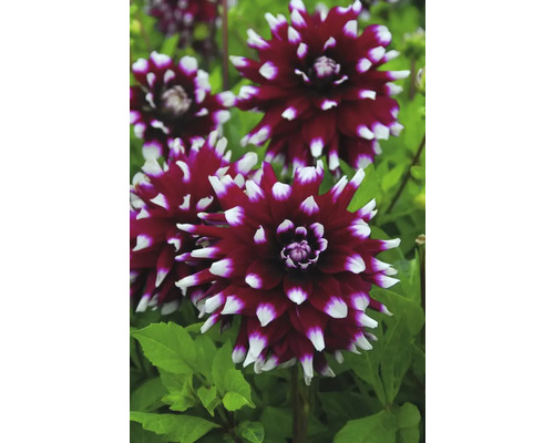 Nahaufnahme von Dahlienblüten im Garten