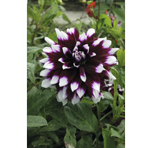 Nahaufnahme einer Dahlie mit zweifarbigen Blütenblättern im Garten