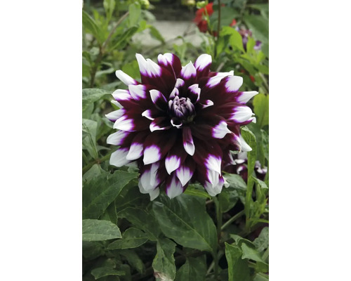 Nahaufnahme einer Dahlie mit zweifarbigen Blütenblättern im Garten