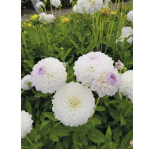 Nahaufnahme von weißen Dahlien im Garten.