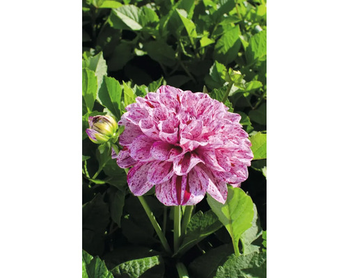 Nahaufnahme einer Dahlie mit gefleckten Blütenblättern vor grünem Laub