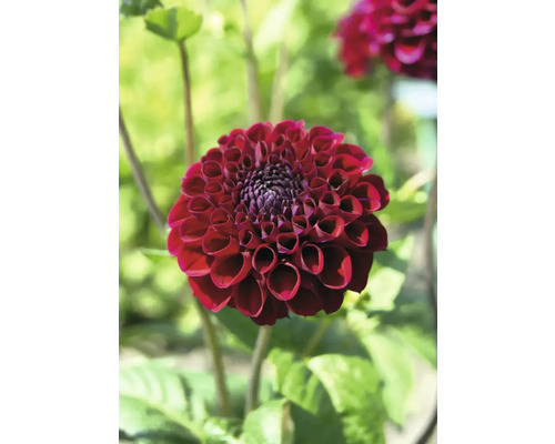 Nahaufnahme einer einzelnen dunkelroten Dahlienblüte im Garten.