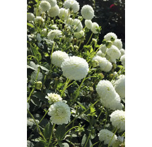 Nahaufnahme von Dahlienblüten im Garten.