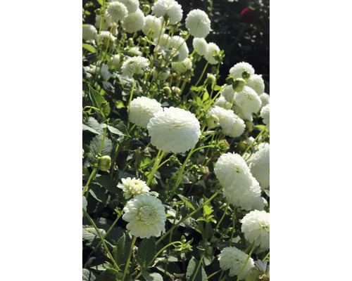 Nahaufnahme von Dahlienblüten im Garten.