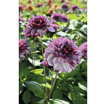 Nahaufnahme von Dahlien im Gartenbeet