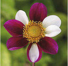 Blume mit Blütenblättern in Weiß und Burgunderrot