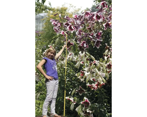 Lilienbaum mit Mädchen und Zollstock im Garten