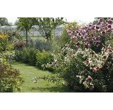 Üppiger Garten mit Blumen und Grünpflanzen