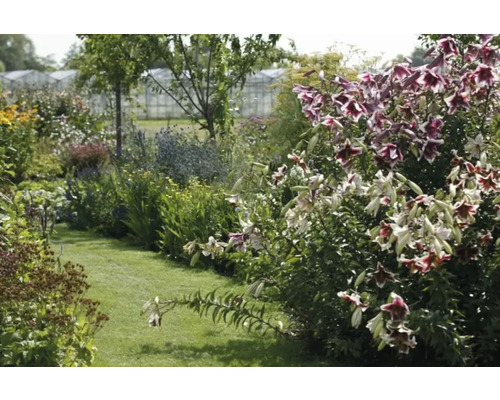 Üppiger Garten mit Blumen und Grünpflanzen