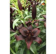 Nahaufnahme von schwarzen Lilienblüten mit grünen Blättern