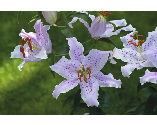 Nahaufnahme von Lilienblüten mit Punktmuster