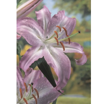 Nahaufnahme einer Lilienblüte