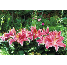 Gruppe rosafarbener Lilien im Gartenbeet